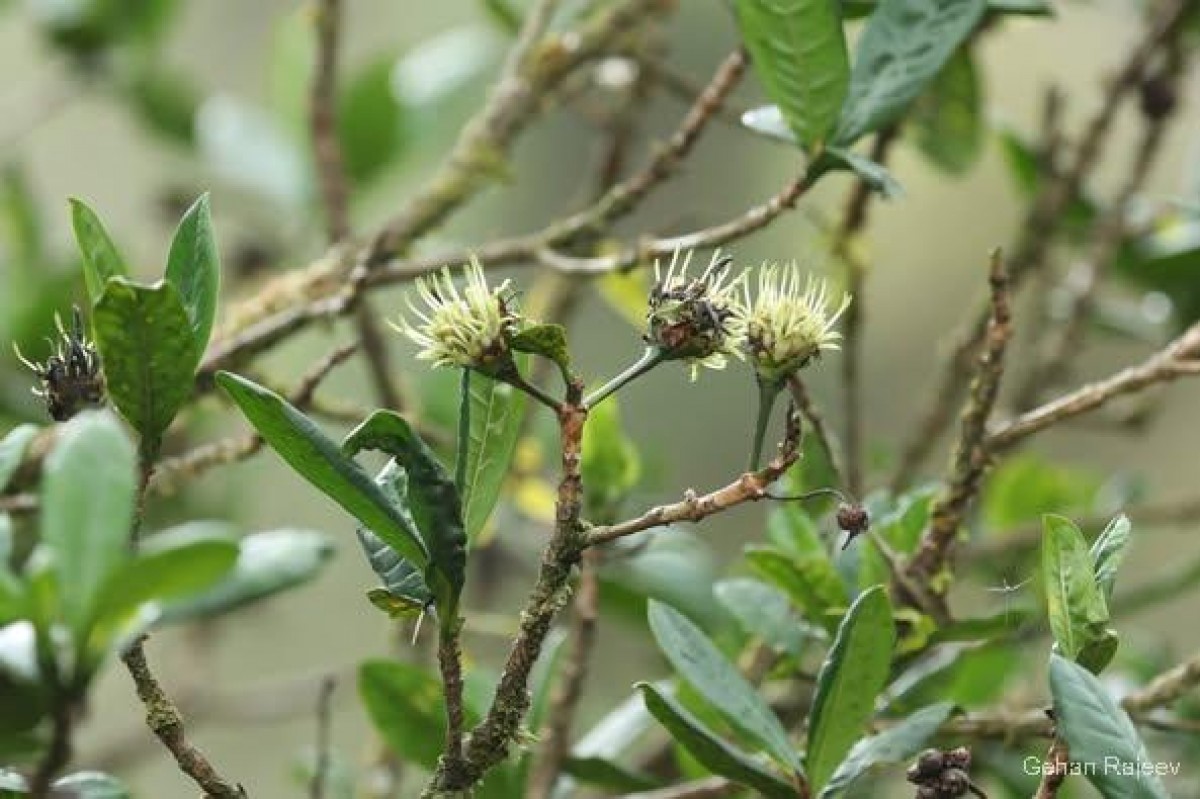 Pavetta involucrata Thwaites